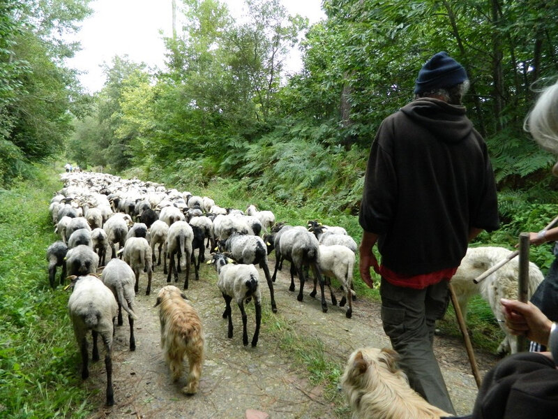Saint-Justin---Transhumance---Balade---Nature--9-