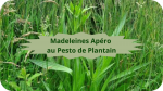 12 PLANTAIN(6)Madeleines Apéro au Pesto de Plantain-modified