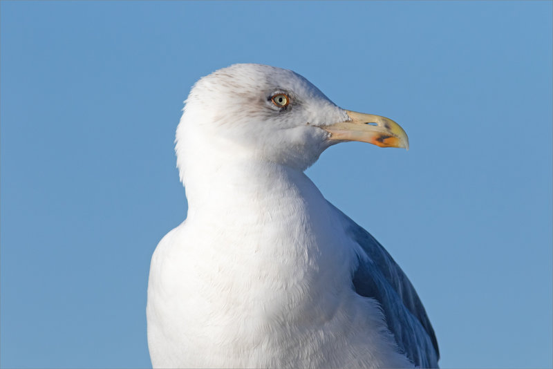Aiguillon pointe St-Clément 071021 ym 38 oiseau goeland GP ciel bleu
