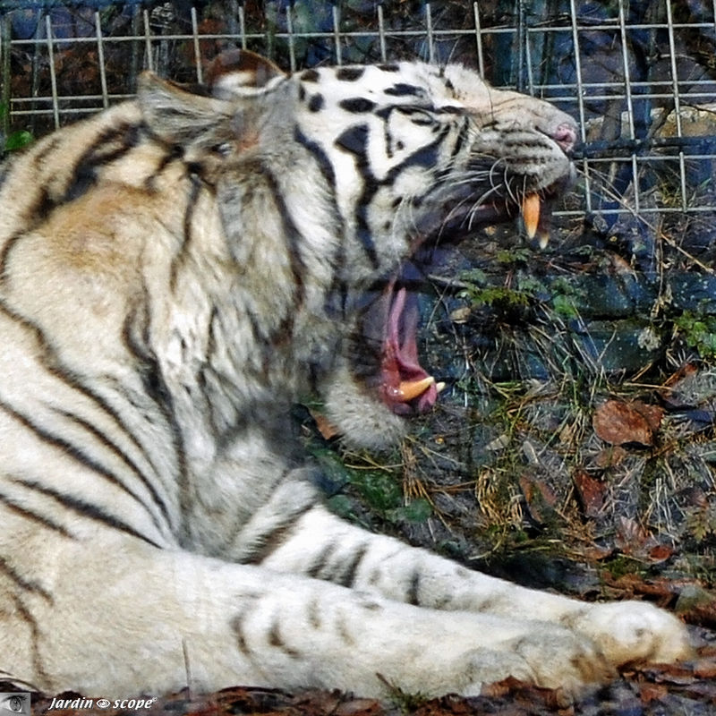 Tigre blanc en train de bailler