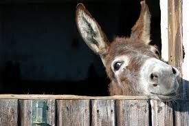 World Donkey Day (8th May) | Days Of The Year