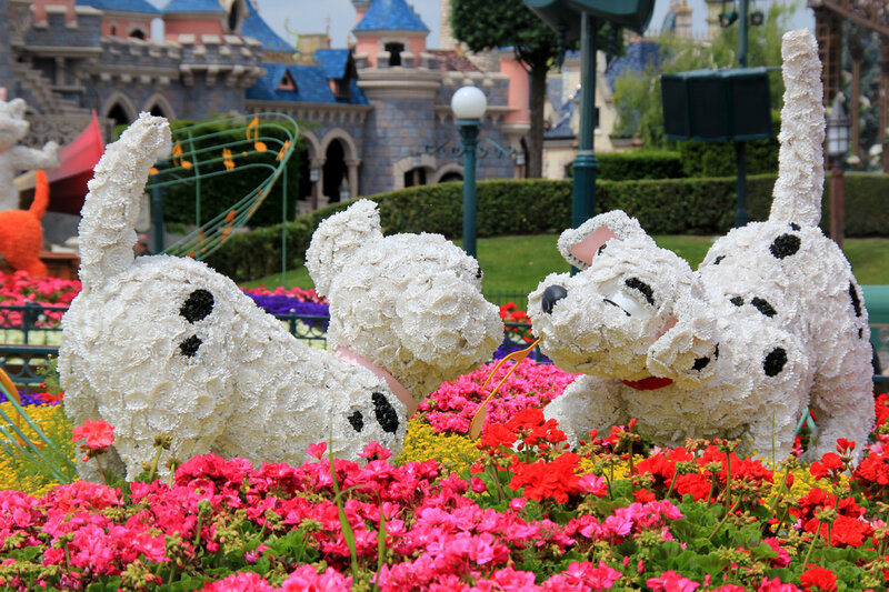 Disneyland_fleurs_dalmatiens