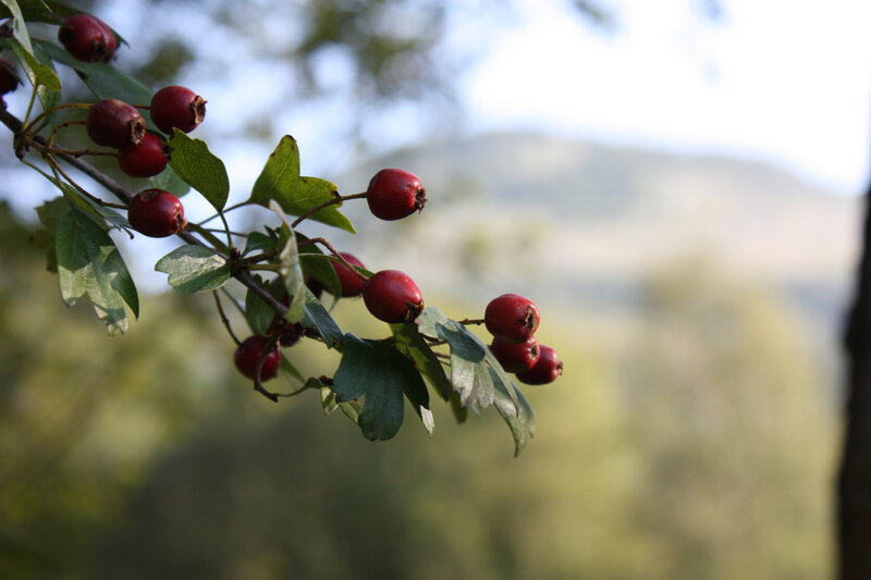 fruit de l aubépine en 7 lettres