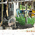 DSCN8786