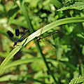IMG_6116 - Copie