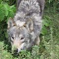 Nantes: attaque de loups et culture en émoi