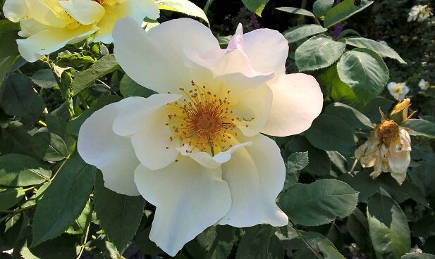roses - les jardins de la Chesnaie