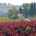 Les vignes, le vin