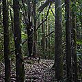 Excursion en forêt depuis le gîte d'Angoulème