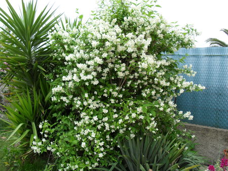 seringa