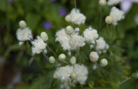 anemone_multifida_rubra_border