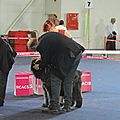 JOYCE de la Dullague expo de CHAMPIONNAT ....le 5/06/2016