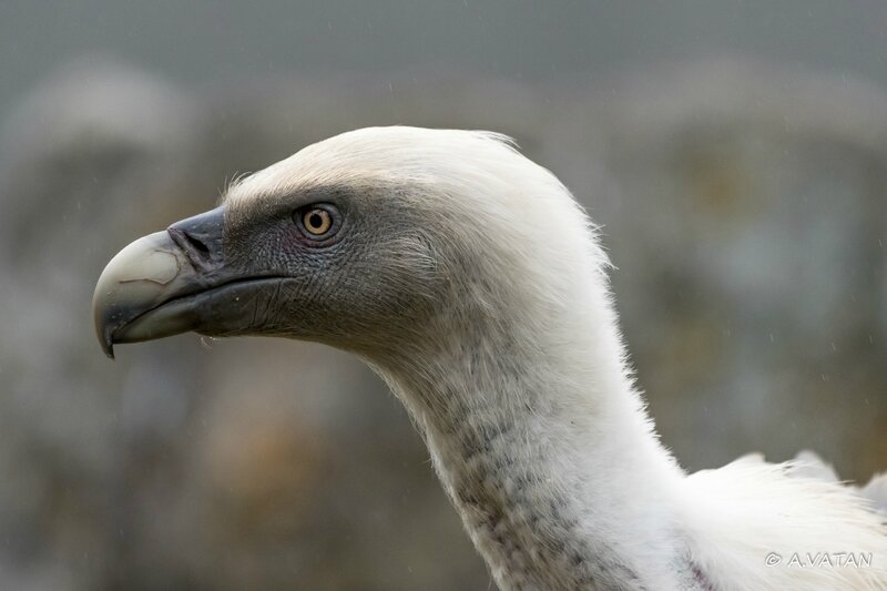 VAUTOUR-3086