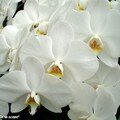 Phalaenopsis blanc au coeur jaune