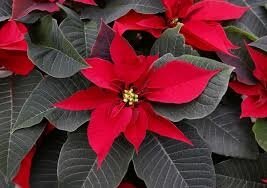 Celebrate America's favorite Christmas flower on National Poinsettia Day | Garden | wcfcourier.com