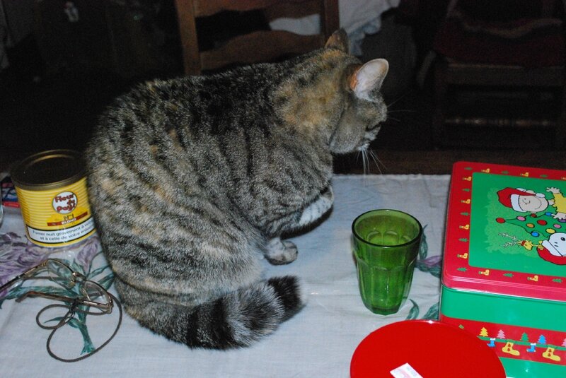 Mon Chat Fait Ses Griffes Sur Mes Chaises La vie des chats en cette fin d'année ! - De fil en pinceaux