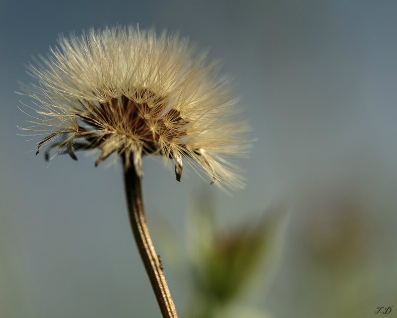 macro