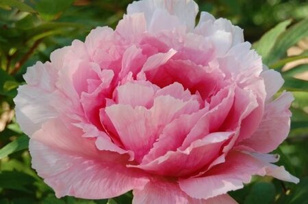 pivoines-montigny-les-metz-france-1122664348-1202567