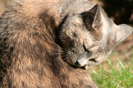 chat_du_19_au_21_fev_2007_644