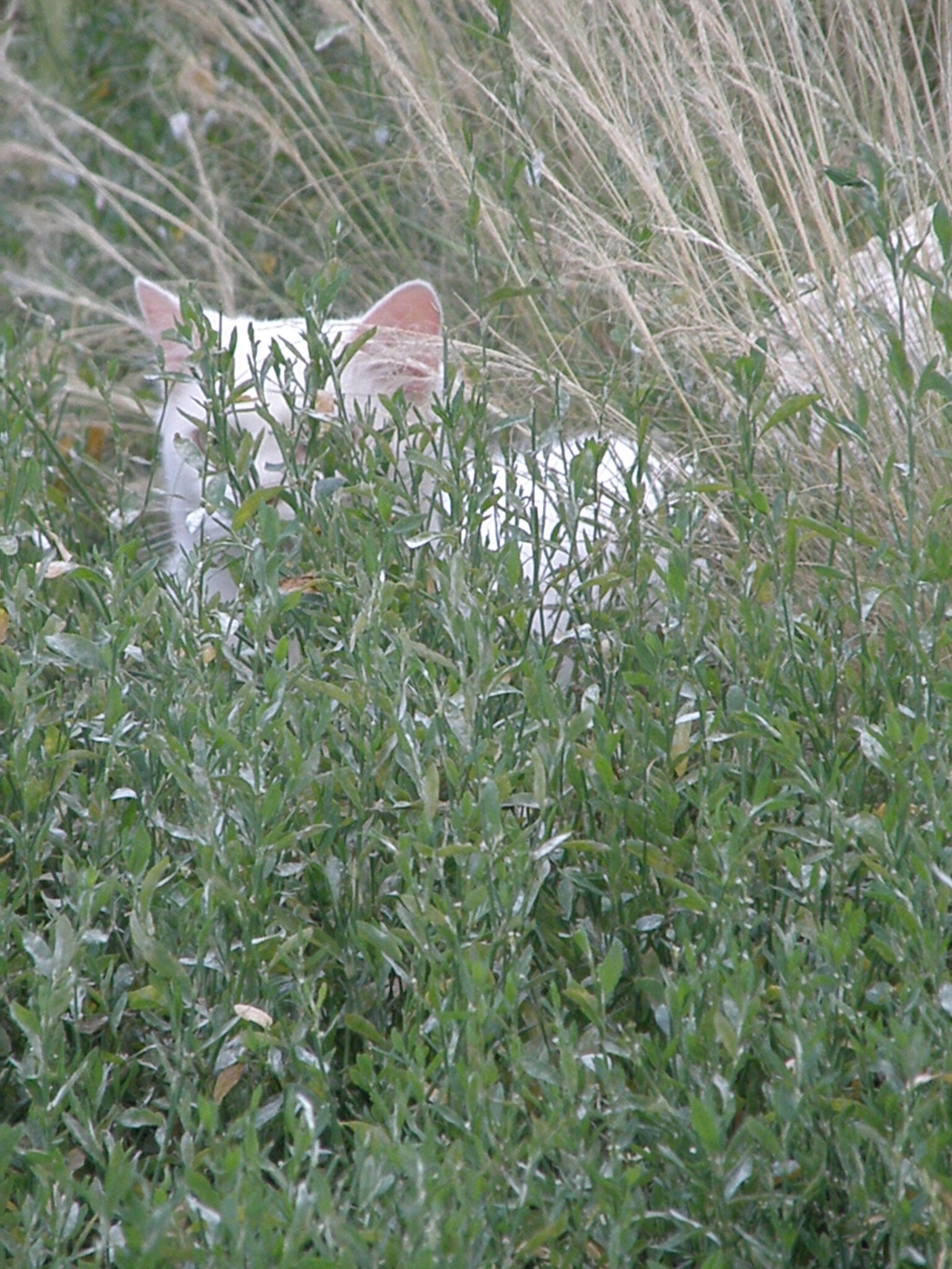 J Ai Cru Voir Un Gros Minet J'ai cru voir un gros minet!!! - les loisirs de Barbamama