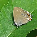 Satyrium ilicis (Thécla de l’Yeuse)