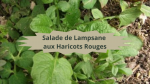 9 LAMPSANE(1)Salade de lampsane aux haricots rouges