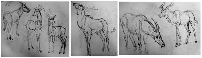 croquis-animaliers