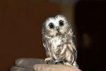 photo-hibou