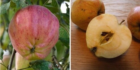 claque pépins