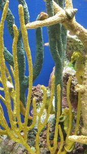 seahorse