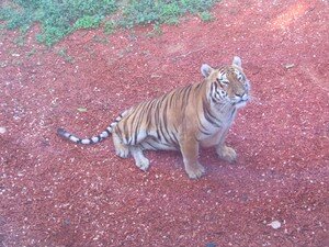 Tigre_3