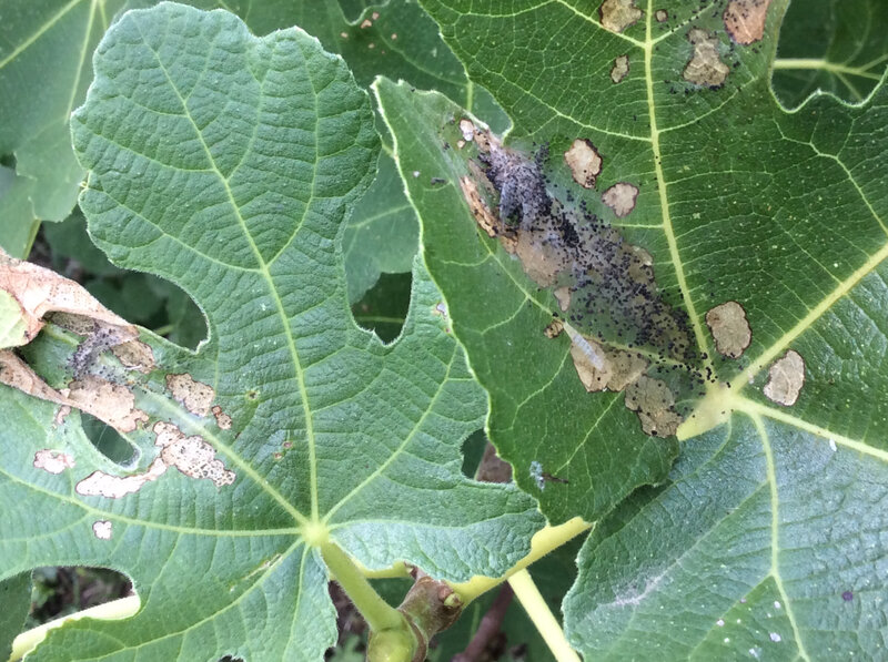 Figuier attaqué. Au jardin de la Cine