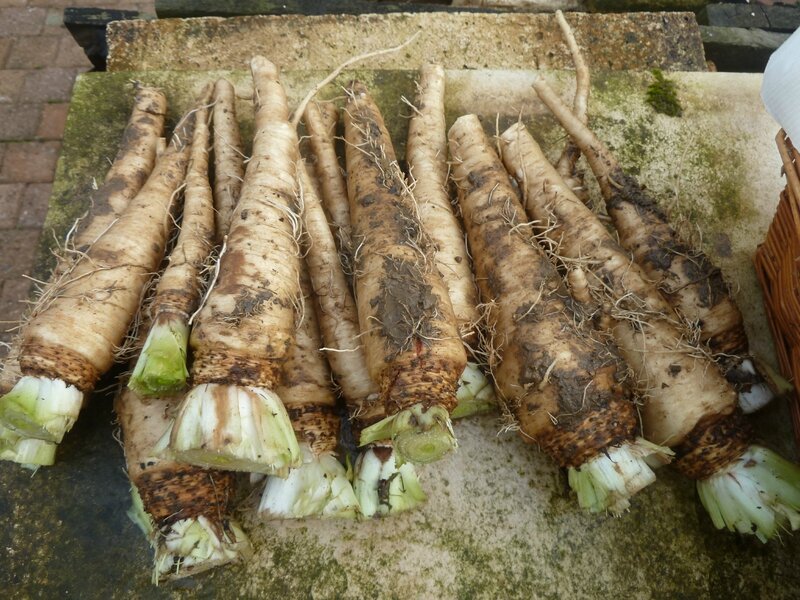 6-chicorées-endives (6)