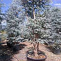 🌳 arbre persistant: eucalyptus gunnii