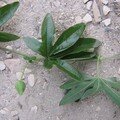 Plante 