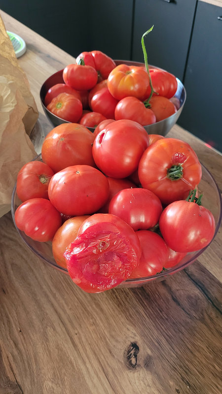 tomates jardin