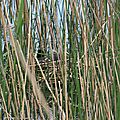 IMG_4287 - Copie
