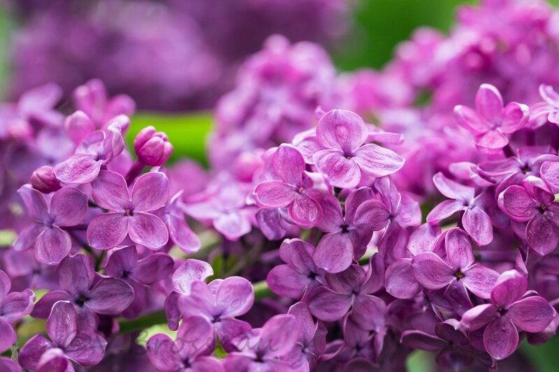 lilas15-05