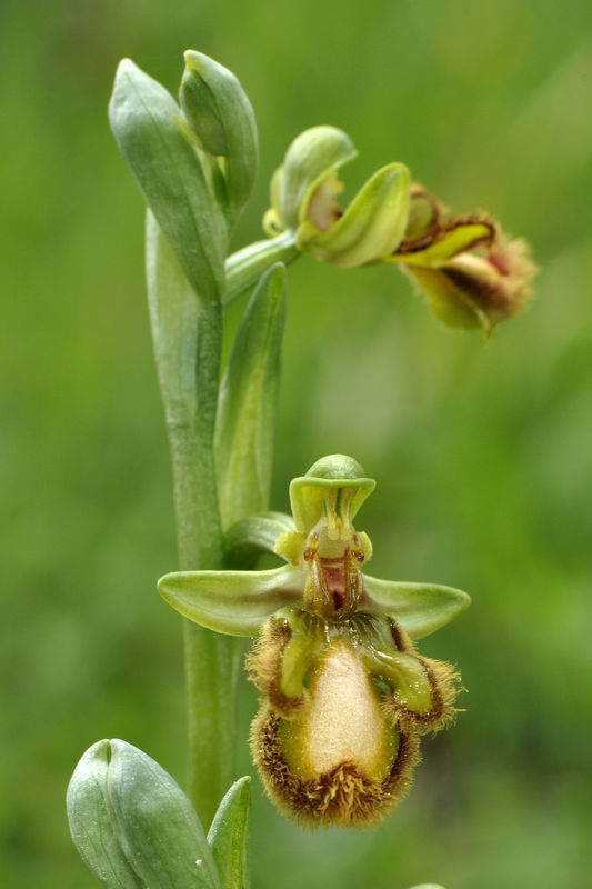 _DSC0253_Ophrys_ciliata_hypochrome