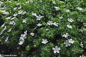 Geranium-vivace-blanc