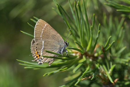 2009_07_06_G008_copie
