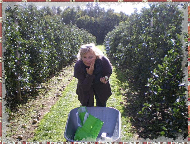 Rever De Tomber Dans Les Pommes Les pommes-pommes girls - l'Opale d'Arthénice