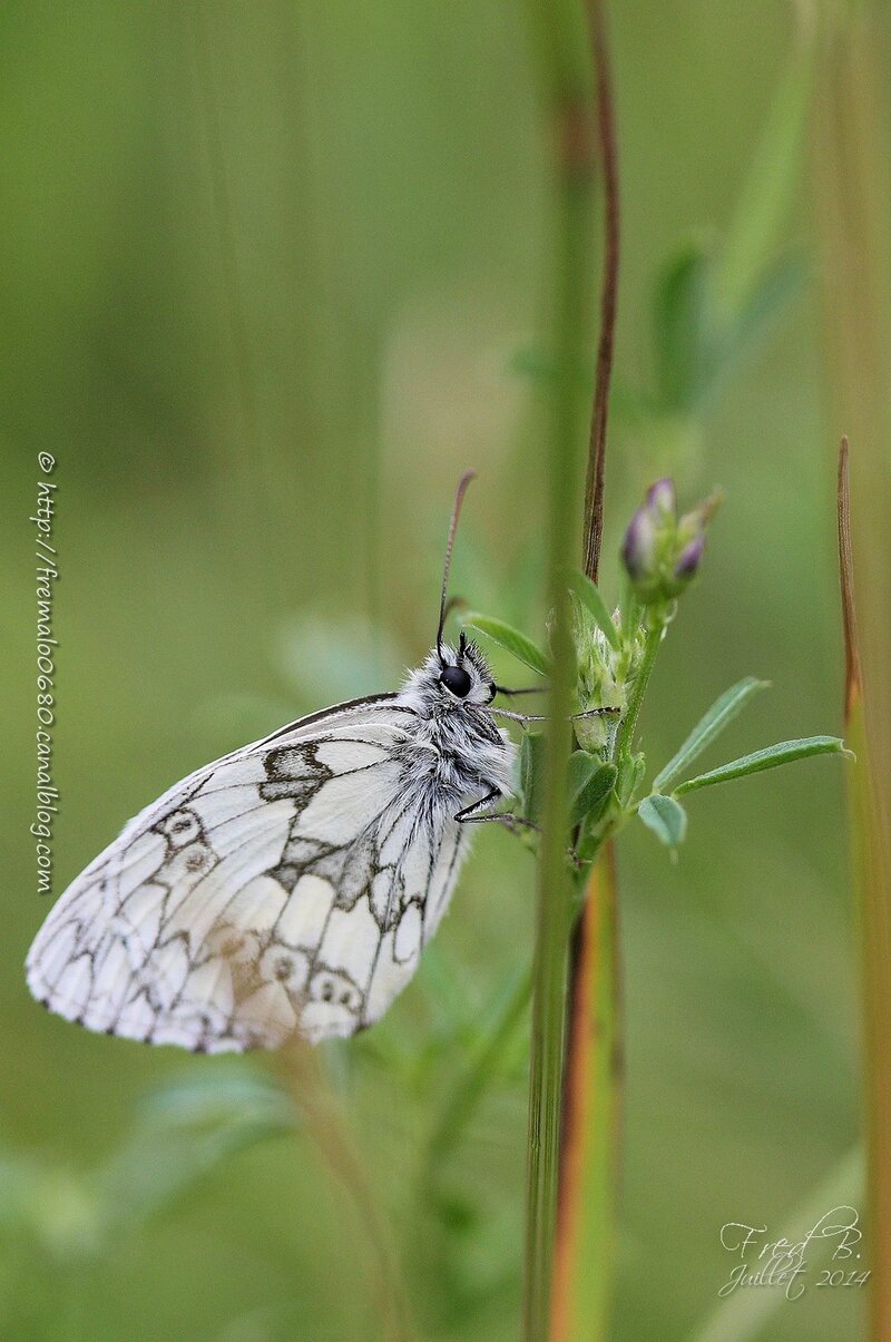 Melanargia galathea