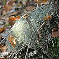 Ce lichen compléta le pain en période de disette…