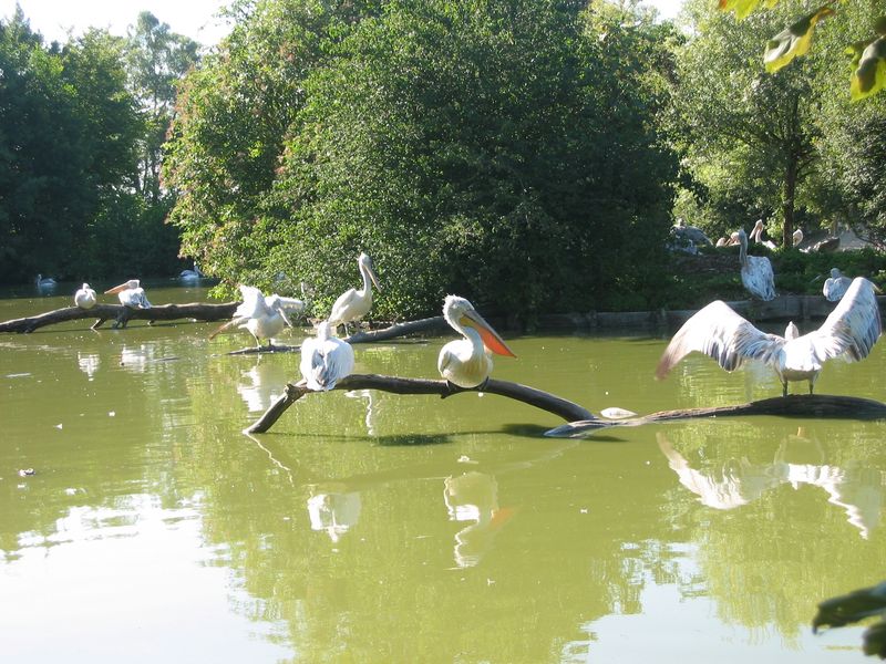 14_Oiseaux