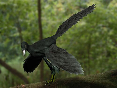 Archaeopteryx_NT