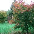Couleurs d'automne des Acer Callipes