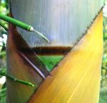 photo 26- Cils brun fonce sur les bords de la gaine de chaume B balcooa
