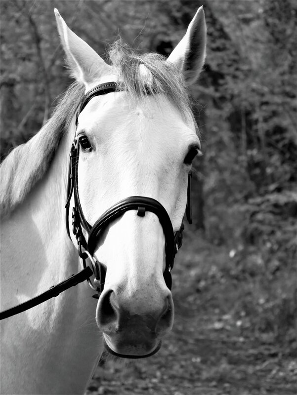 Défi 16 Contraste intense Fabienne_1