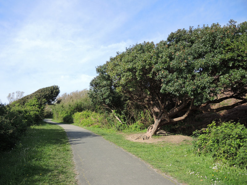 Guéthary, sentier du littoral, Senix, arbres (64)